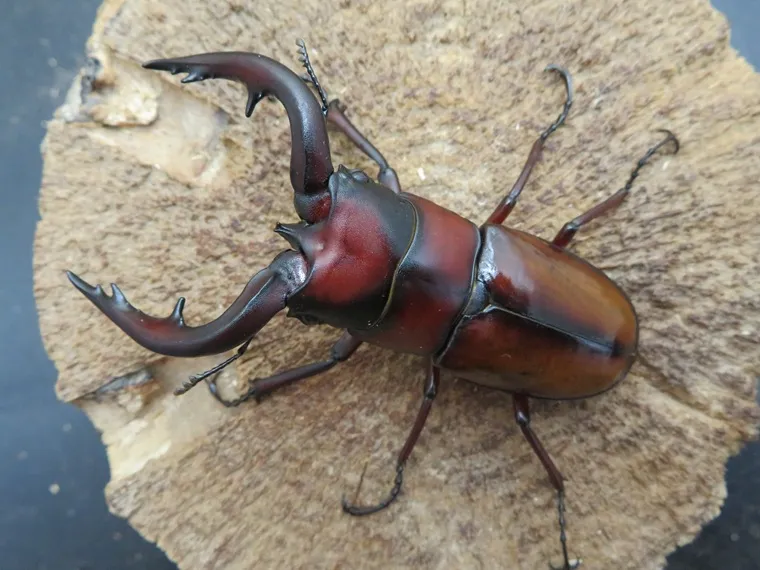 トカラノコギリクワガタ（中之島）70ミリ