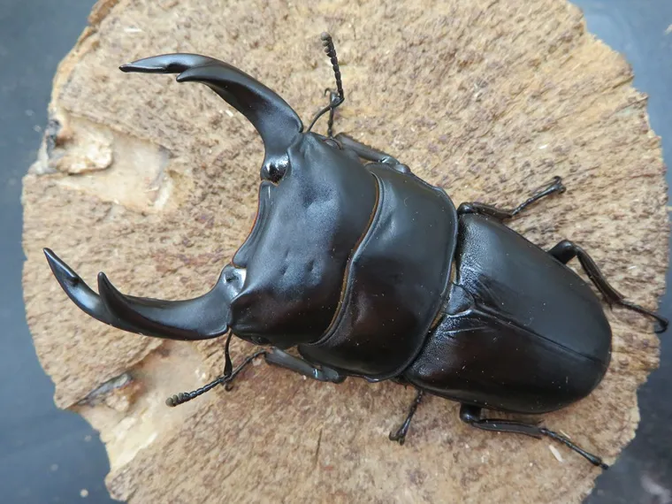 国産オオクワガタ（福岡県城島）76ミリ