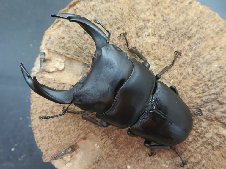 国産オオクワガタ（佐賀県千代田）71ミリ