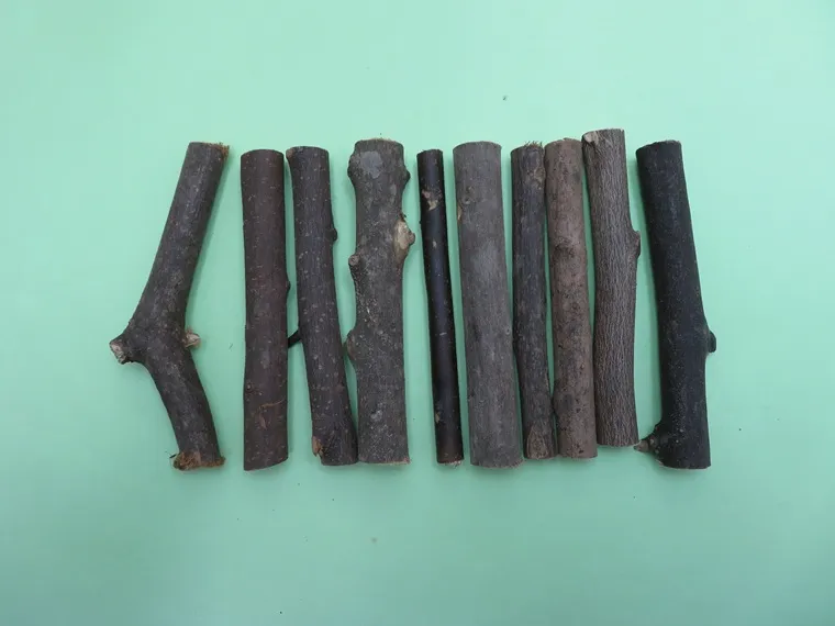 小枝10本セット