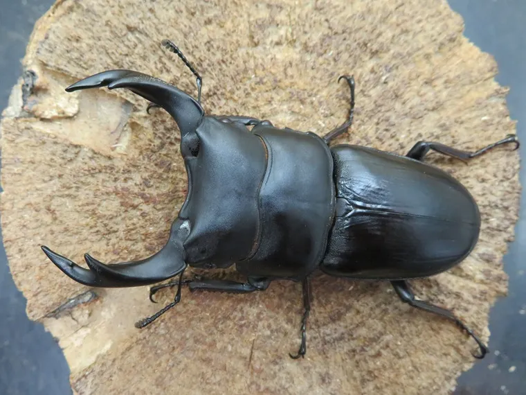 国産オオクワガタ（佐賀県神埼）74ミリ