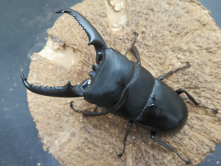 ツシマヒラタクワガタ75ミリ