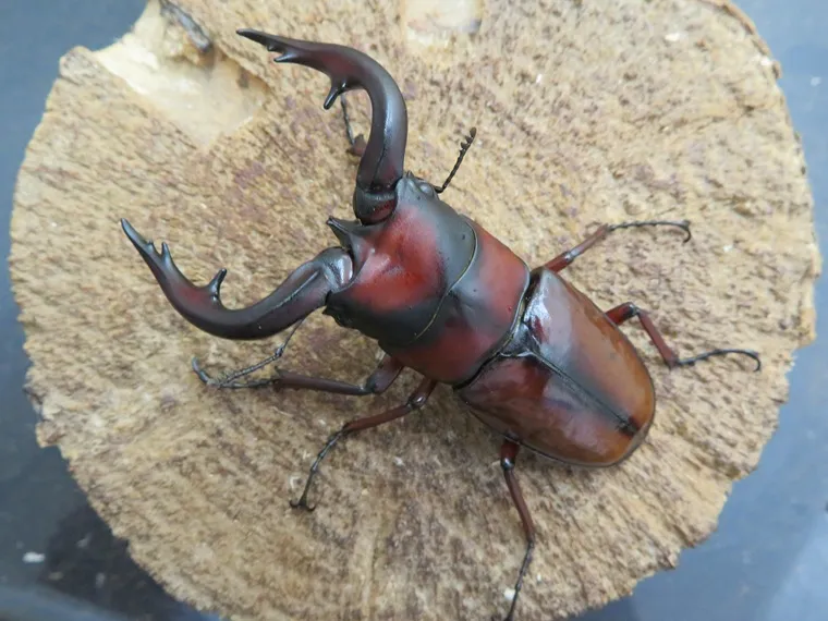 トカラノコギリクワガタ（中之島）70ミリ