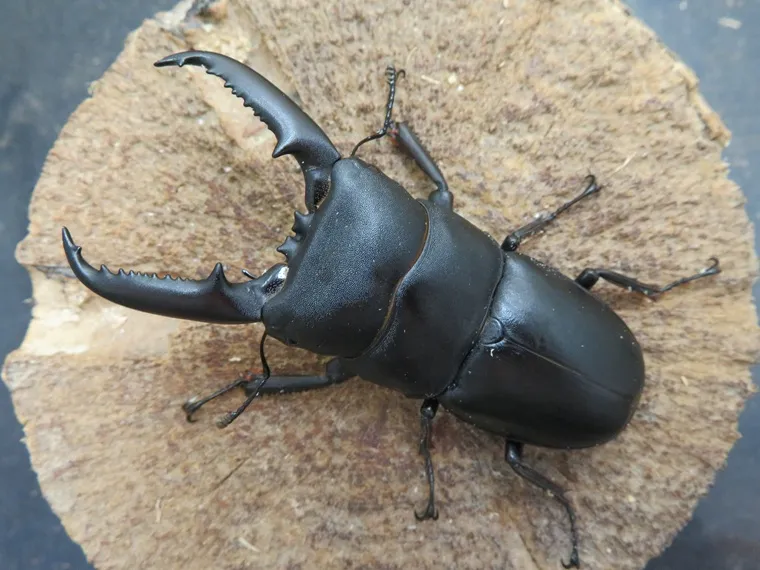 ゴトウヒラタクワガタ（中通島）73ミリ
