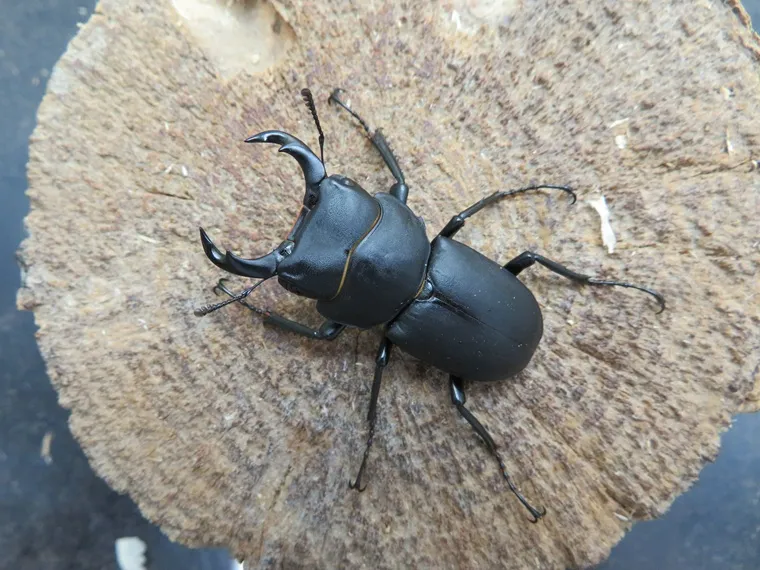 キュウシュウ ヒメオオクワガタ ４５ミリ♂ ♀付き 天然キュウシュウヒメオオクワガタ（熊本県産）超特大45ミリペア販売