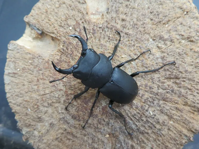 内歯❰消失❱キュウシュウ ヒメオオクワガタ 超小型 レアRair 天然キュウシュウヒメオオクワガタ（熊本県産）超特大41ミリペア販売