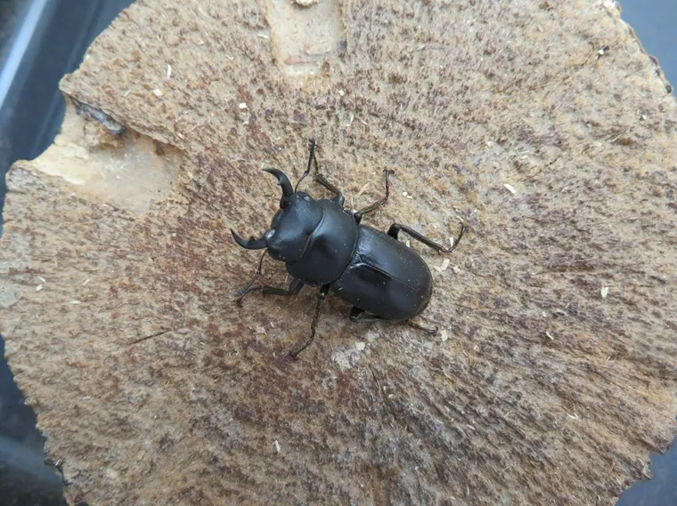 アマミコクワガタ31ミリ
