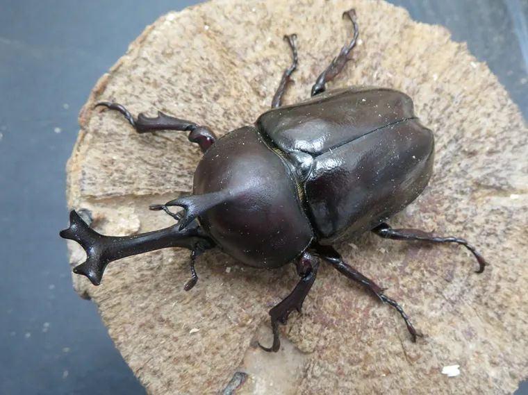 ツチヤカブトムシ72ミリ