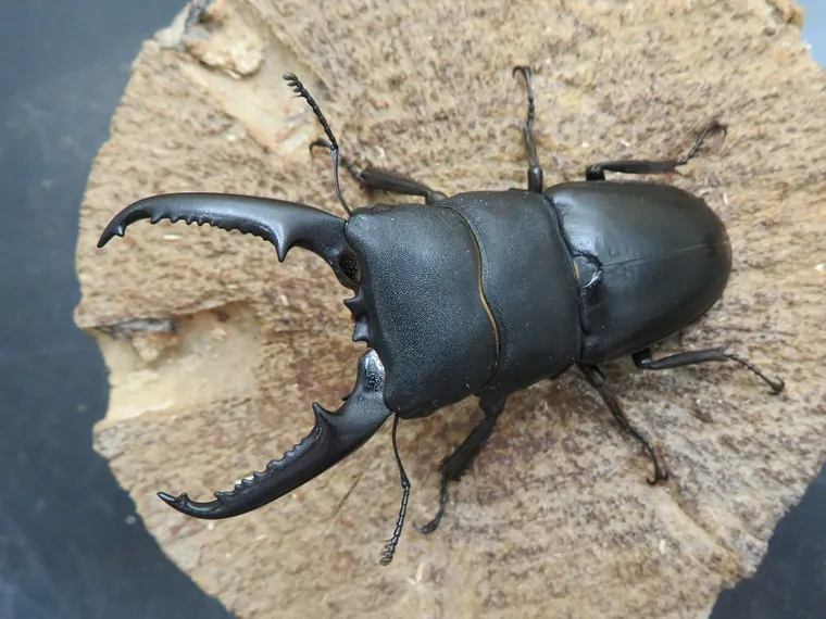 ゴトウヒラタクワガタ(小値賀島)71ミリ