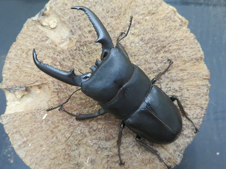 ゴトウヒラタクワガタ（中通島産）73ミリペア販売/クワガタ工房 虫吉