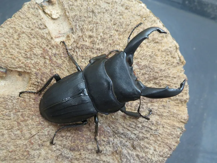スジブトヒラタクワガタ（徳之島）63ミリ