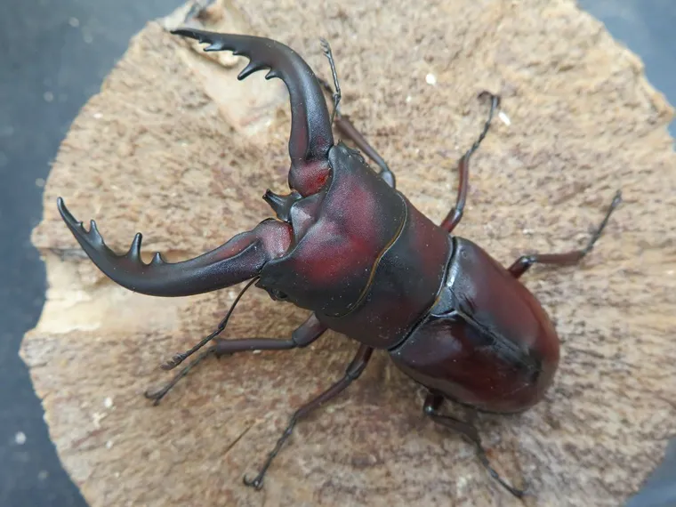 トクノシマノコギリクワガタ72ミリ(赤)