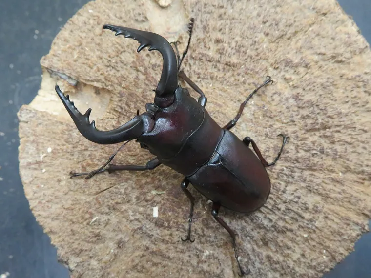 天然ヤクシマノコギリクワガタ62ミリ
