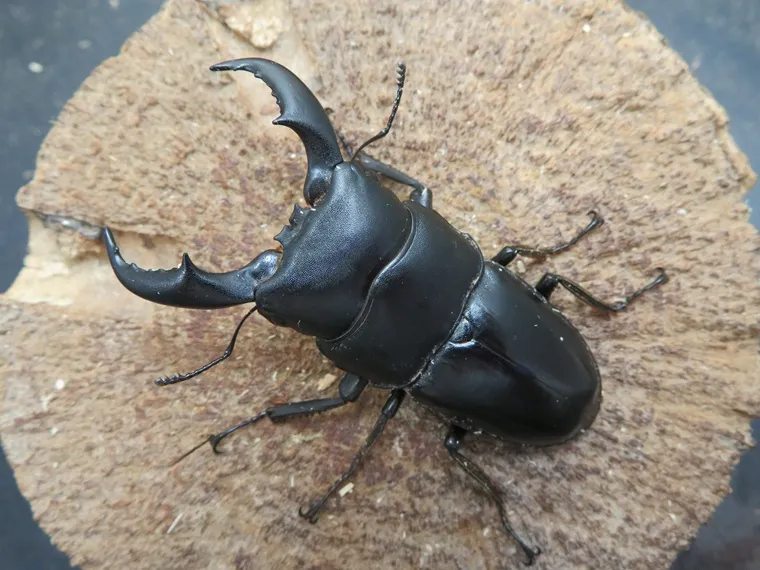 天然トクノシマヒラタクワガタ62ミリ