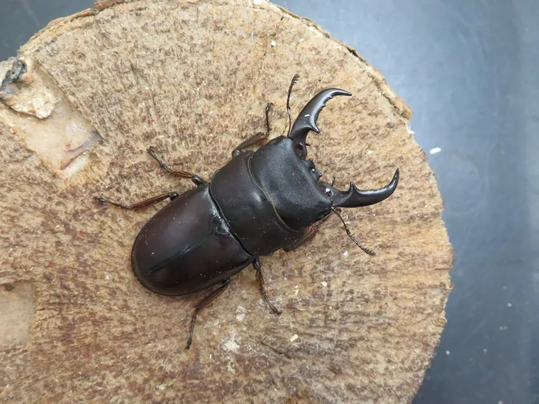 ダイトウヒラタクワガタ(北大東島)51ミリ