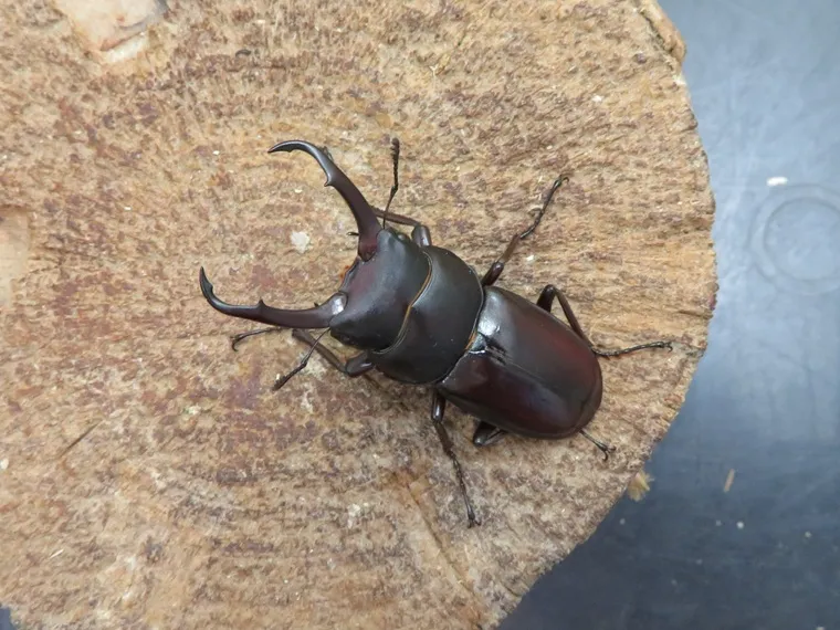 トカラコクワガタ（中之島）48ミリ
