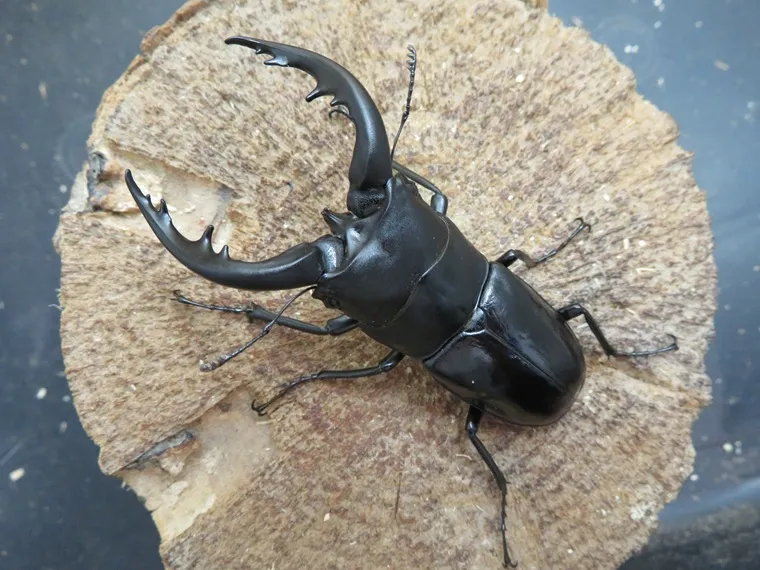 天然トクノシマノコギリクワガタ70ミリ(黒タイプ)