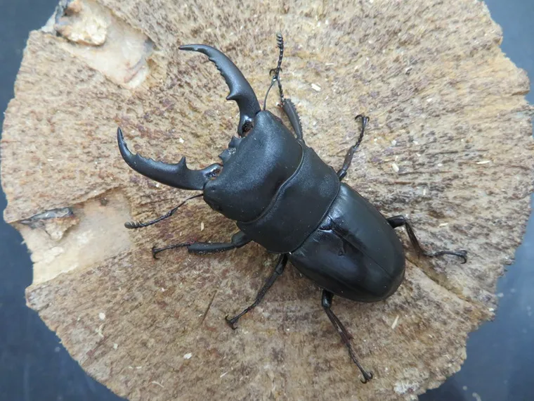 天然屋久島産ヒラタクワガタ53ミリ