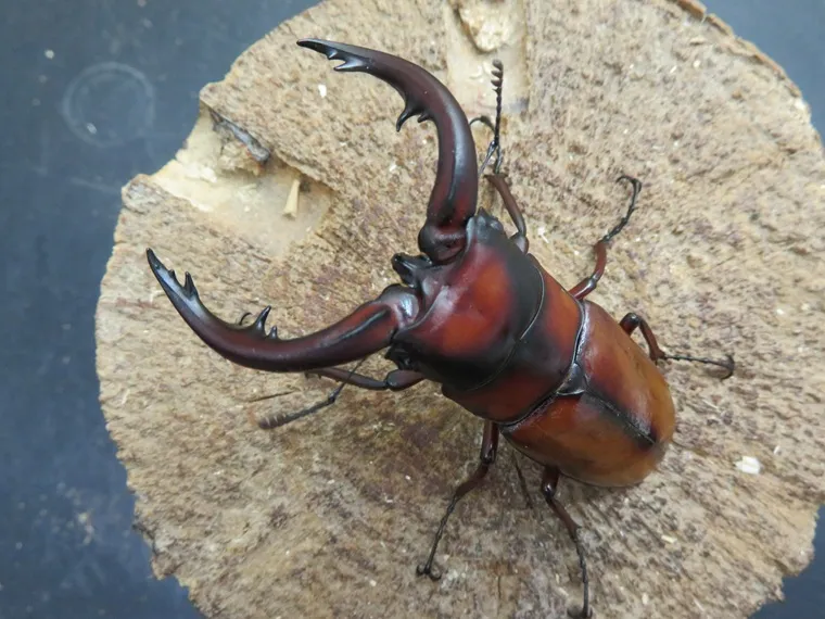 トカラノコギリクワガタ（悪石島）69ミリ