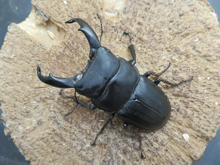 天然スジブトヒラタクワガタ(奄美大島)58ミリ