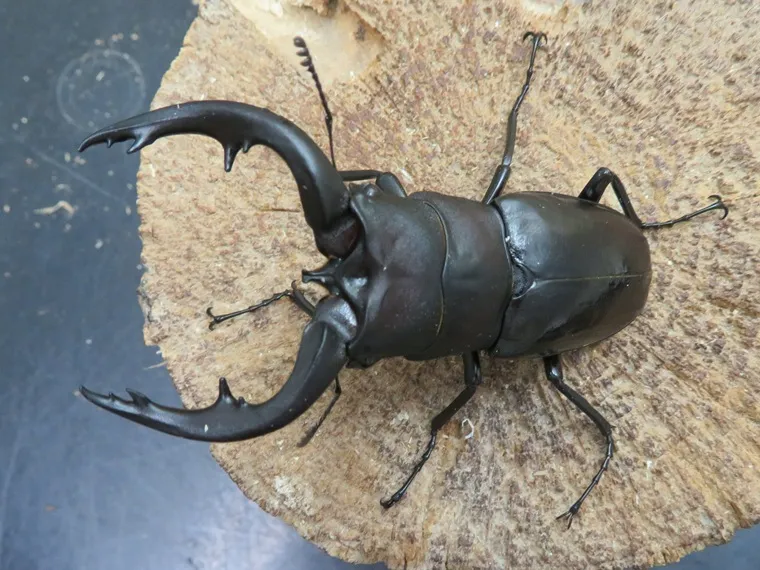 天然アマミノコギリクワガタ74ミリ