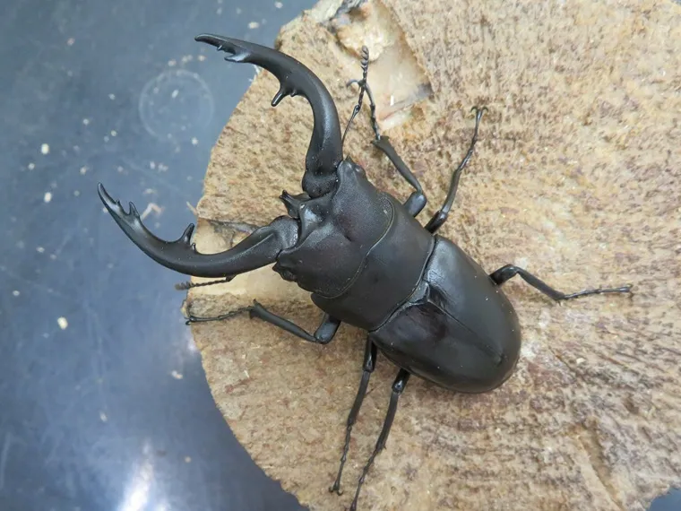 天然アマミノコギリクワガタ72ミリ
