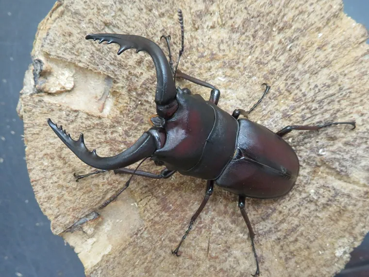 天然壱岐産ノコギリクワガタ67ミリ