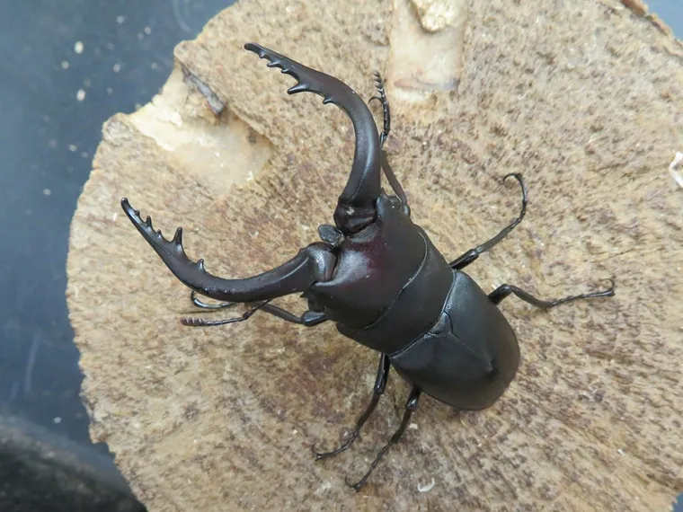 天然壱岐ノコギリクワガタ60ミリ