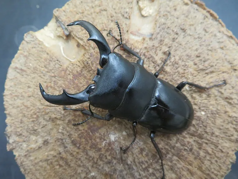 天然トクノシマヒラタクワガタ62ミリ