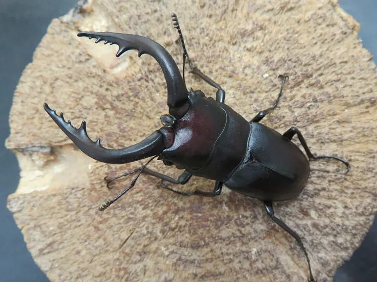 天然壱岐産ノコギリクワガタ63ミリ