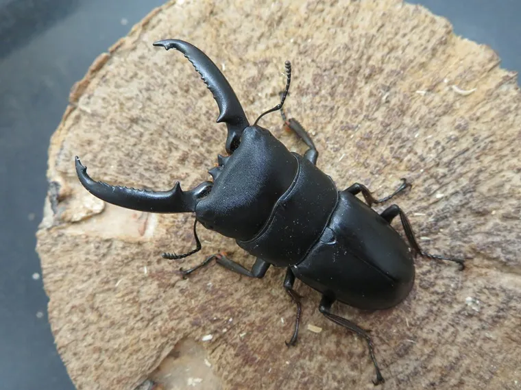 明日まで　パラタイプ ゴトウヒラタクワガタ 天然ゴトウヒラタクワガタ（福江島産）60ミリペア販売/クワガタ工房 虫吉