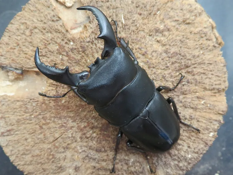 オキナワヒラタクワガタ(沖縄本島)67ミリ訳あり品