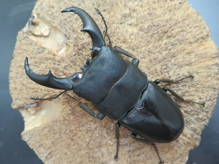 オキナワヒラタクワガタ（伊平屋島）72ミリ