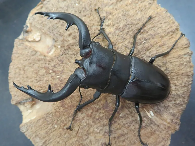 アマミノコギリクワガタ77ミリ