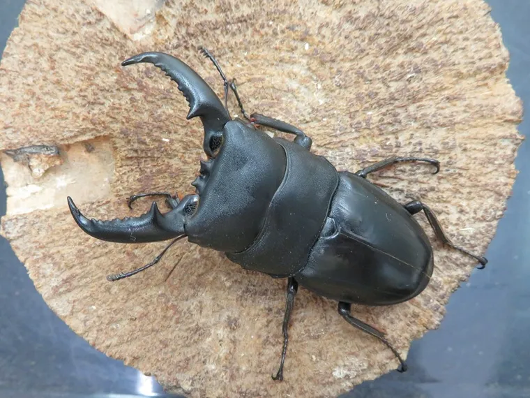 タカラヒラタクワガタ67ミリ