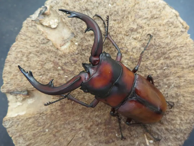 トカラノコギリクワガタ(悪石島)72ミリ