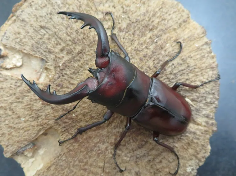 トクノシマノコギリクワガタ73ミリ(赤)