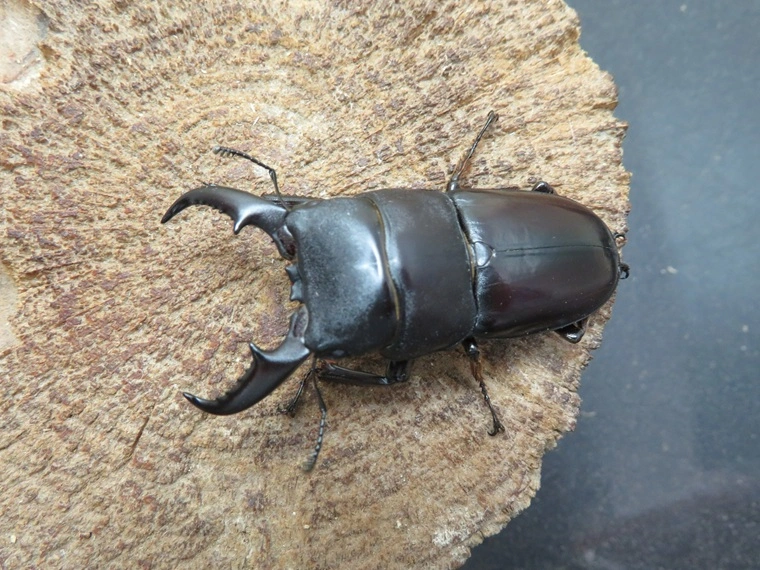 ダイトウヒラタクワガタ(南大東島)54ミリ