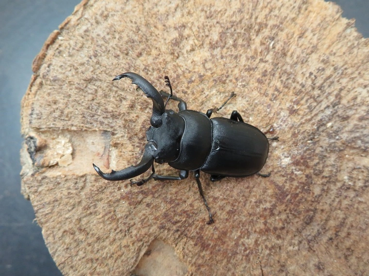 アマミシカクワガタ45ミリ