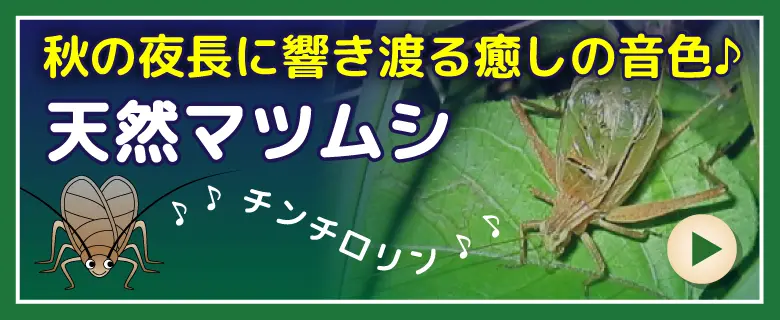 マツムシ