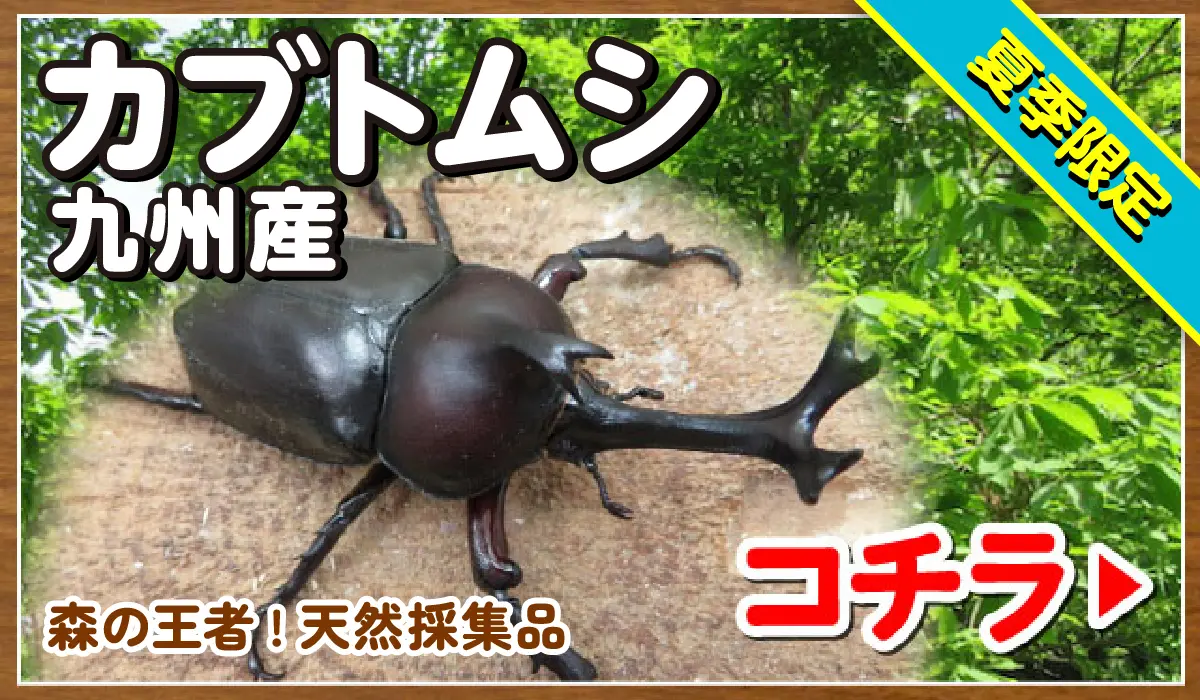 カブトムシ