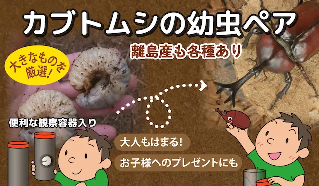 カブトムシ幼虫