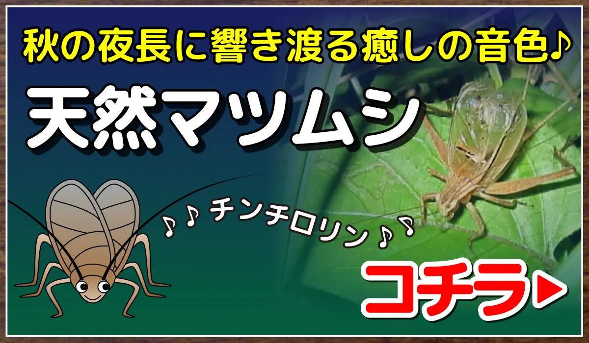マツムシ