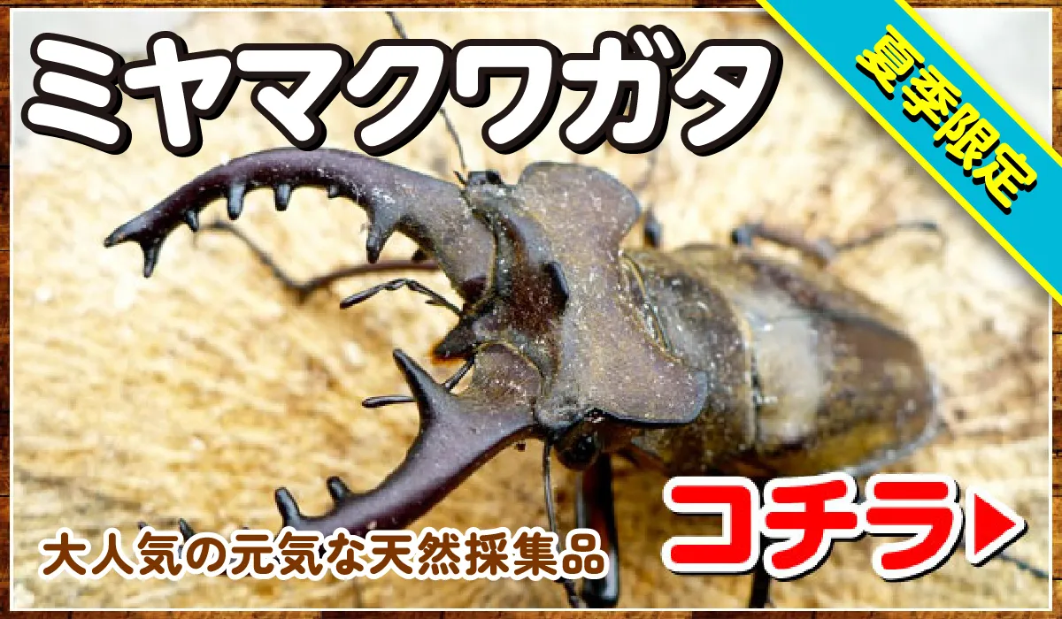 ミヤマクワガタ