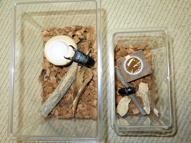 本土ヒラタの雌雄別々の飼育例