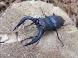 ノコギリクワガタの販売 クワガタ工房 虫吉