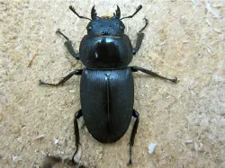 コクワのメス表