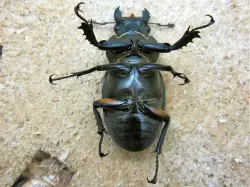 ミヤマクワガタのメス（裏から）