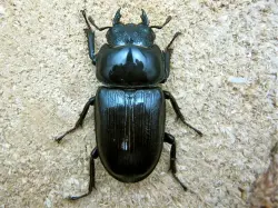 オオクワのメス表