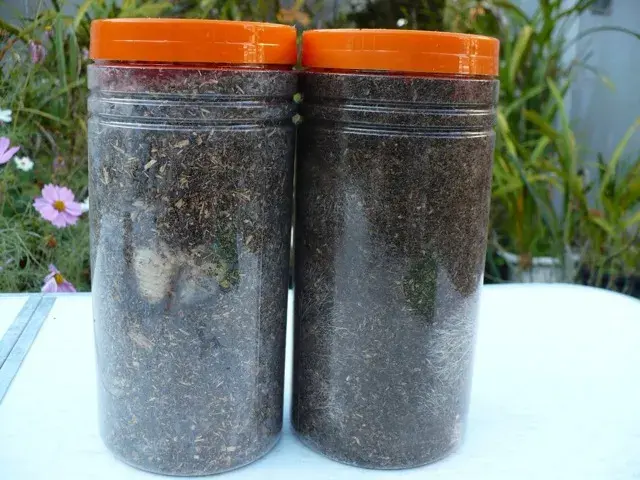 観察飼育容器入りのカブトムシの幼虫